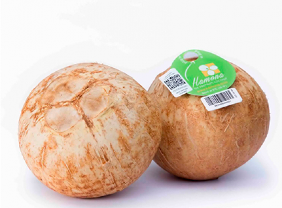 Dừa tươi cao cấp Hamona 1