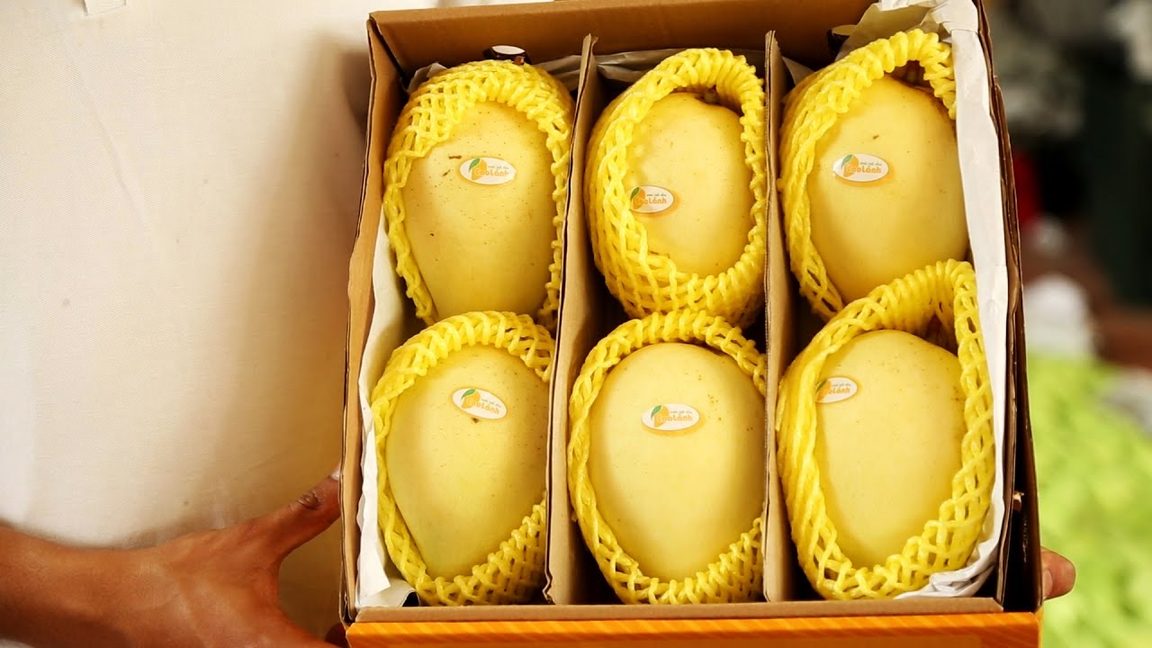 xoai-cat-chu-dong-thap 1